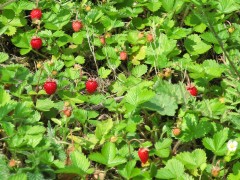 Wild gewachsene Erdbeeren :: &copy; Martin Speis